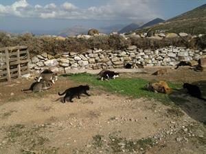 Amorgos