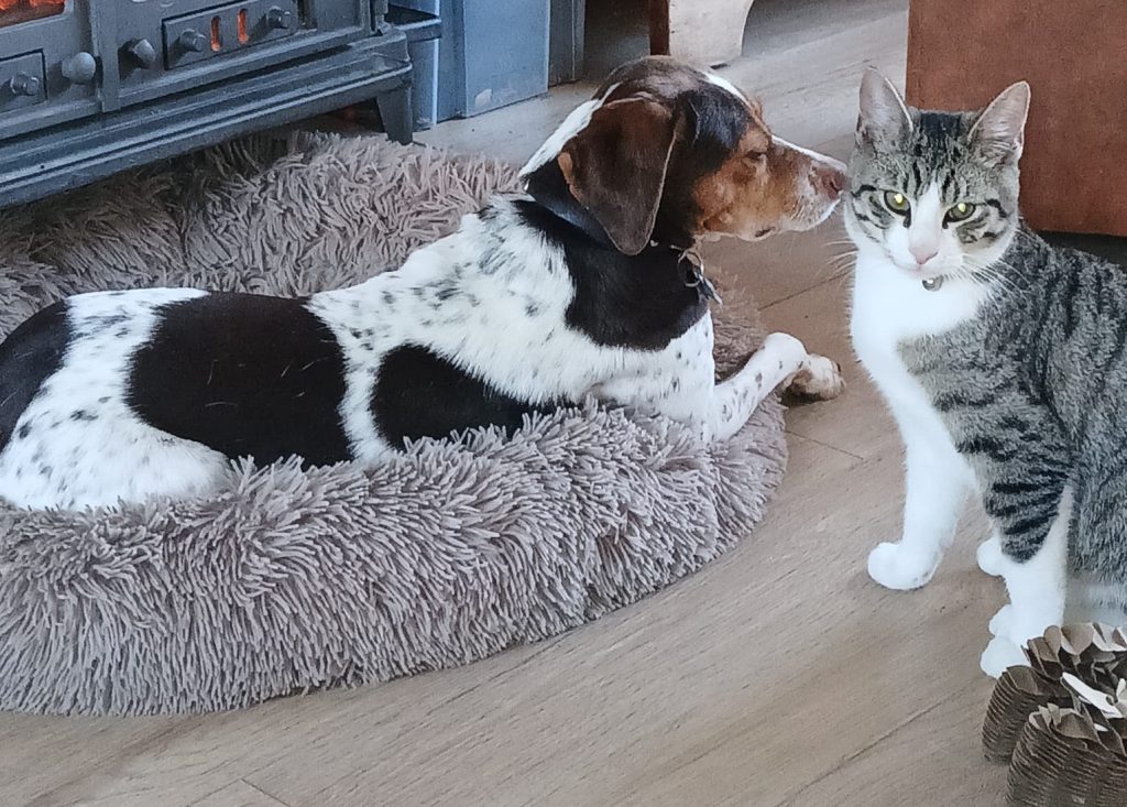 Bella ( Chikita _ (2)