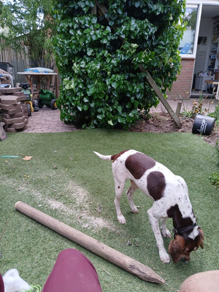 Bella ( Chikita _ (5)