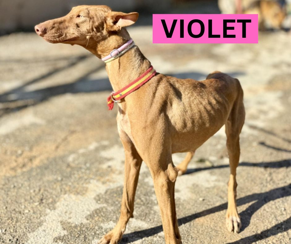 VIOLET - 1