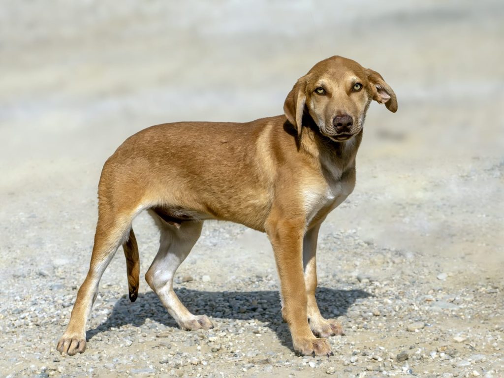 Max (2)