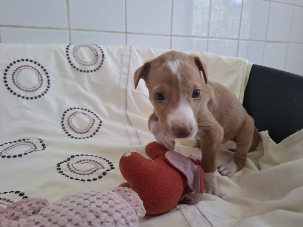 Nugget reutje (8)