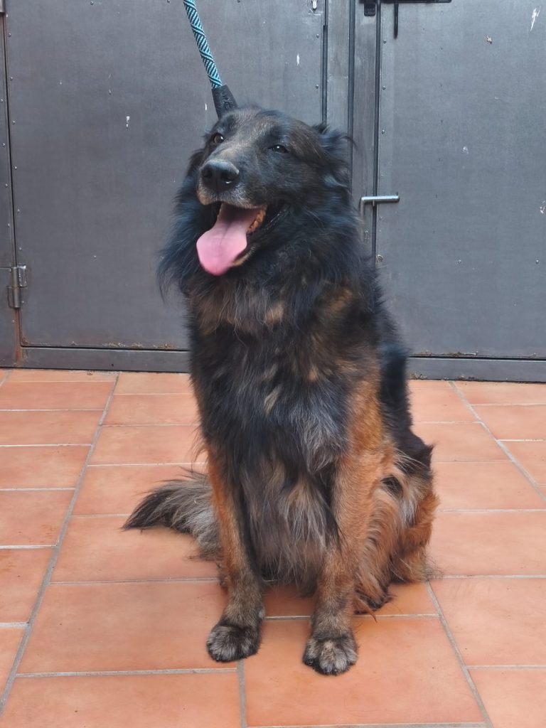Rocky L (1)