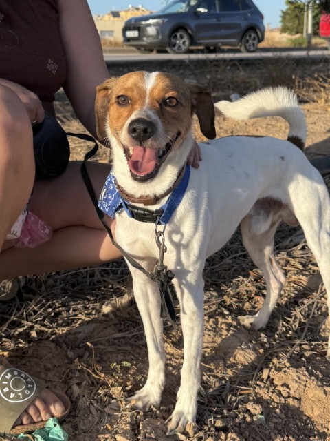 Simba (10) (Klein)