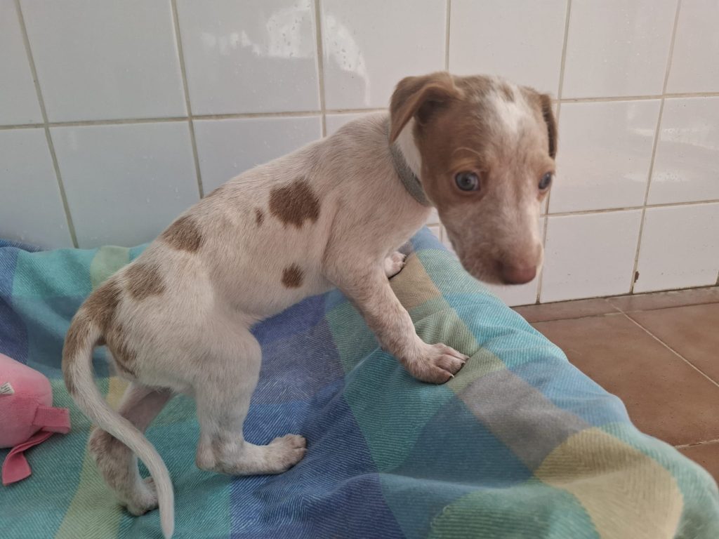 Toffee teefje (1)