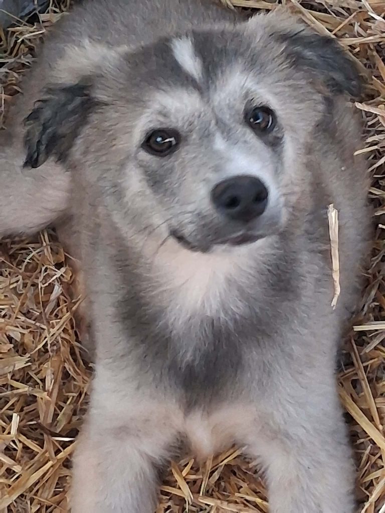 Otto (1)