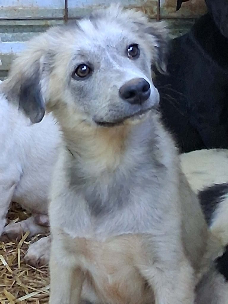 Otto (13)