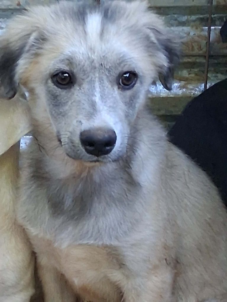 Otto (3)