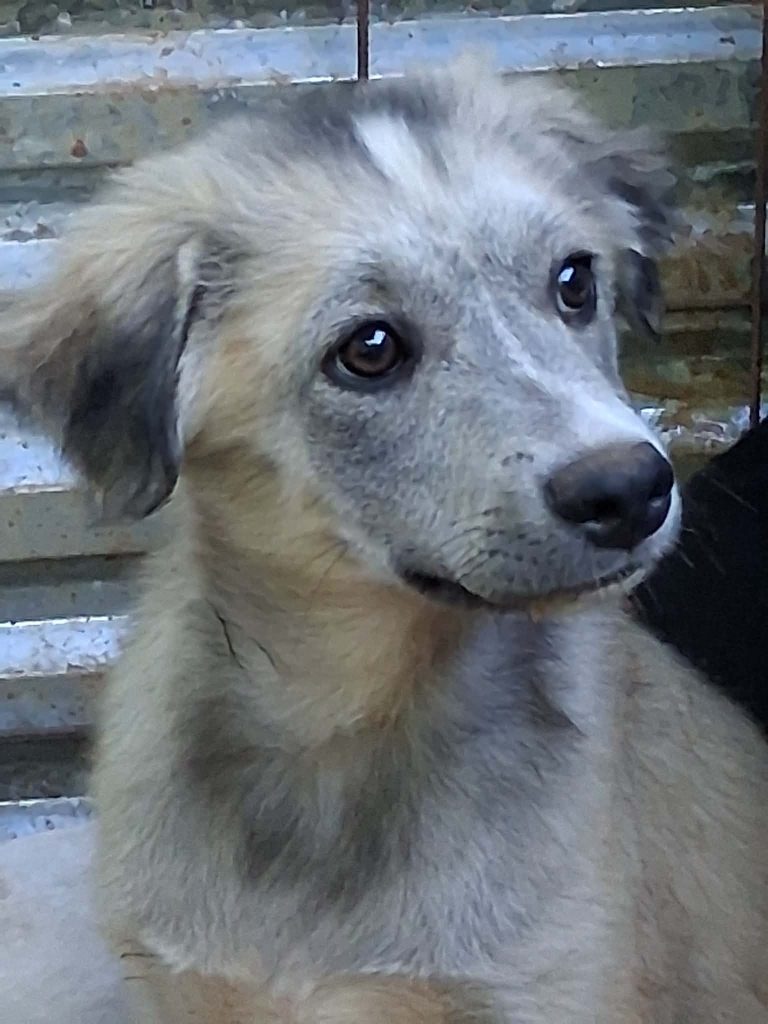 Otto (7)