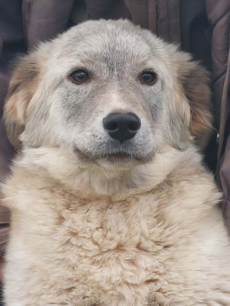 Siku (13)