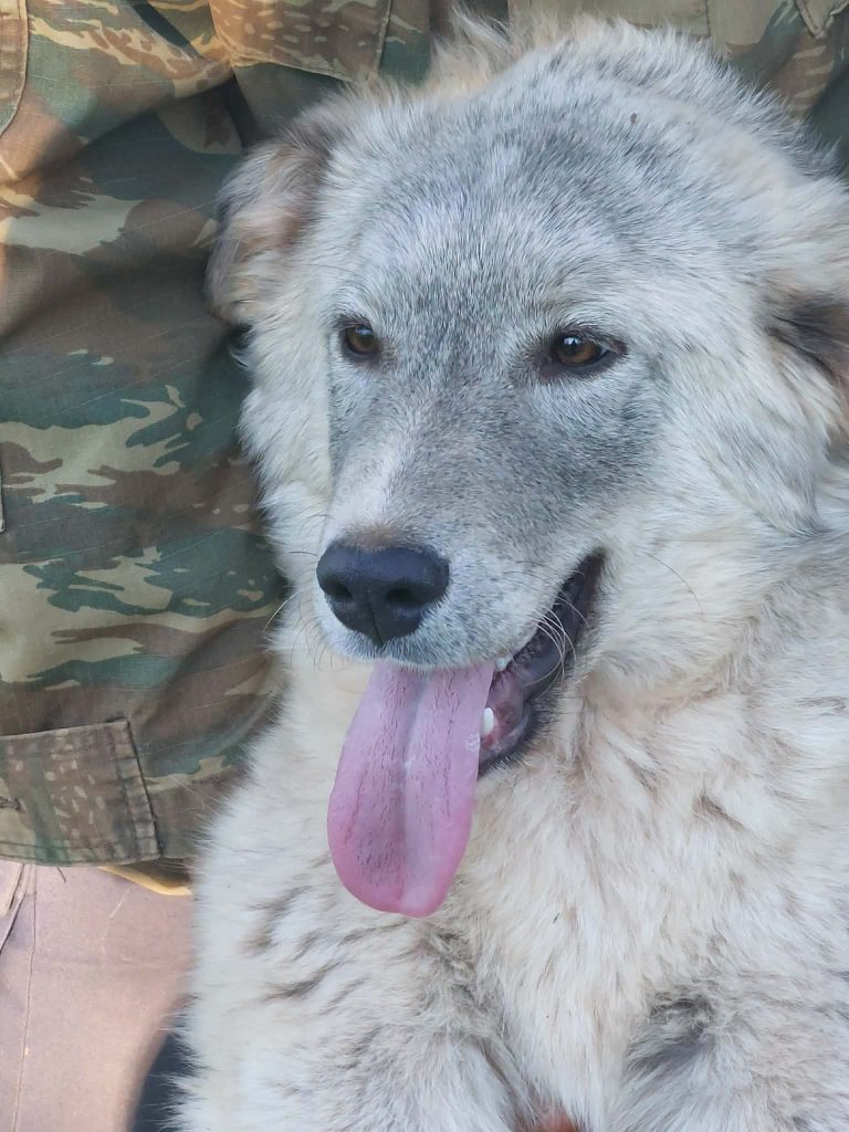 Siku (15)