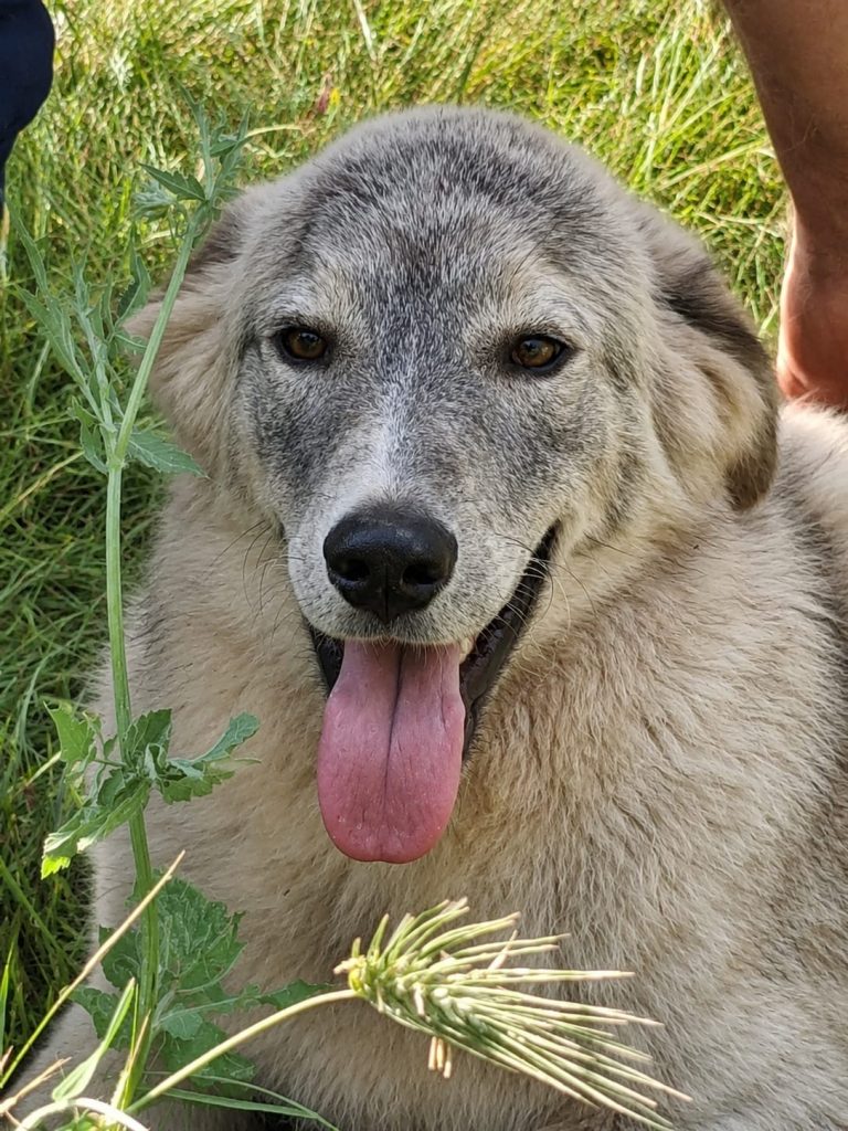 Siku (39)