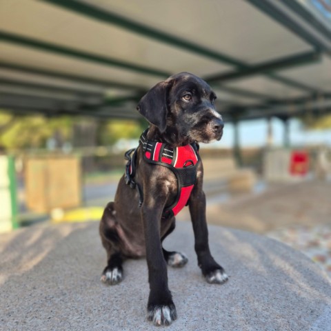 Hugo (2) (Klein)