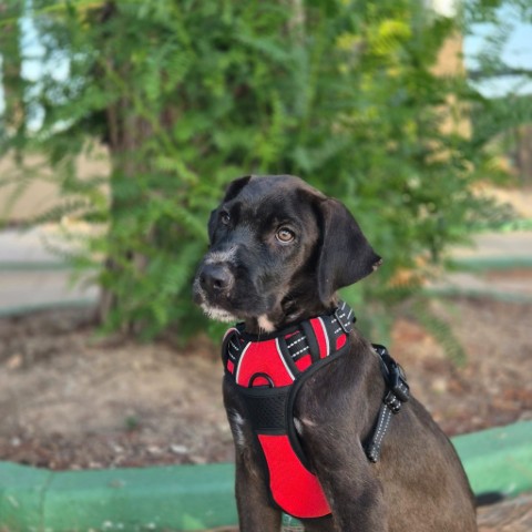 Hugo (3) (Klein)