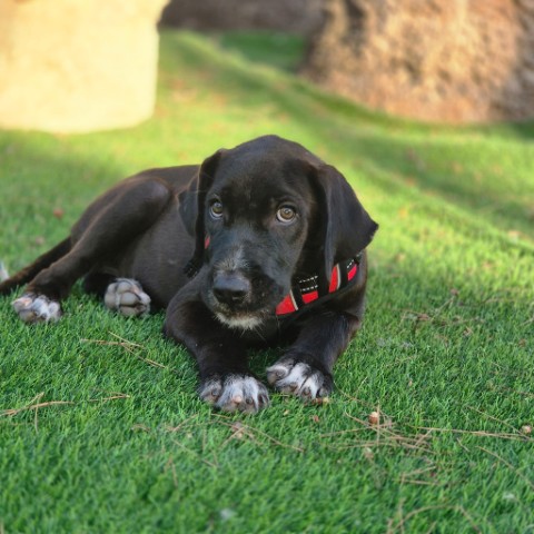 Hugo (4) (Klein)