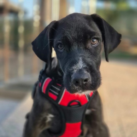 Hugo (5) (Klein)