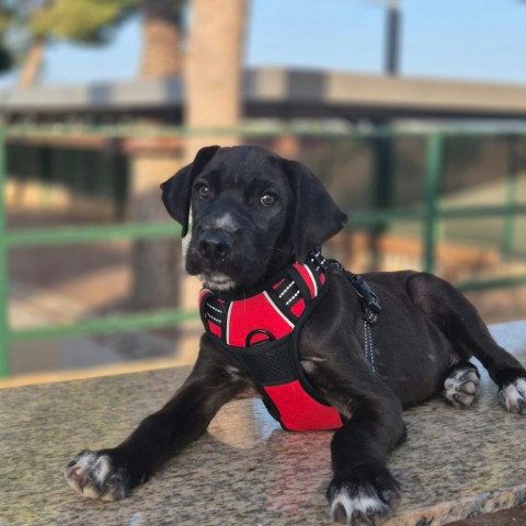 Hugo (6) (Klein)