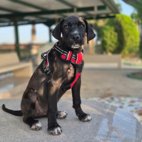 Hugo (7) (Klein)
