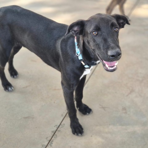 Onyx (4) (Klein)