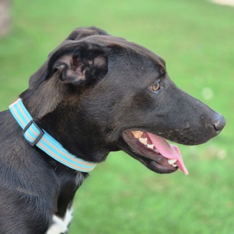 Onyx (6) (Klein)