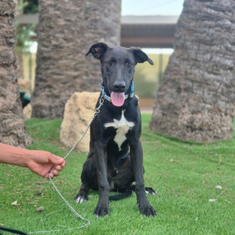 Onyx (8) (Klein)