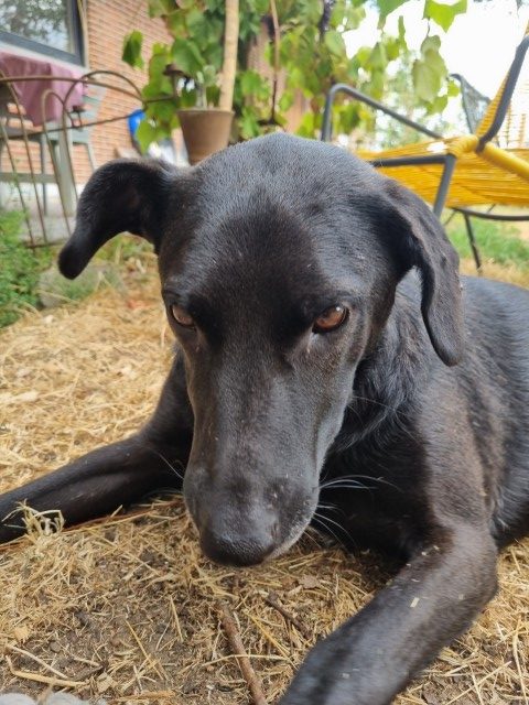 Stormy (2) (Klein)