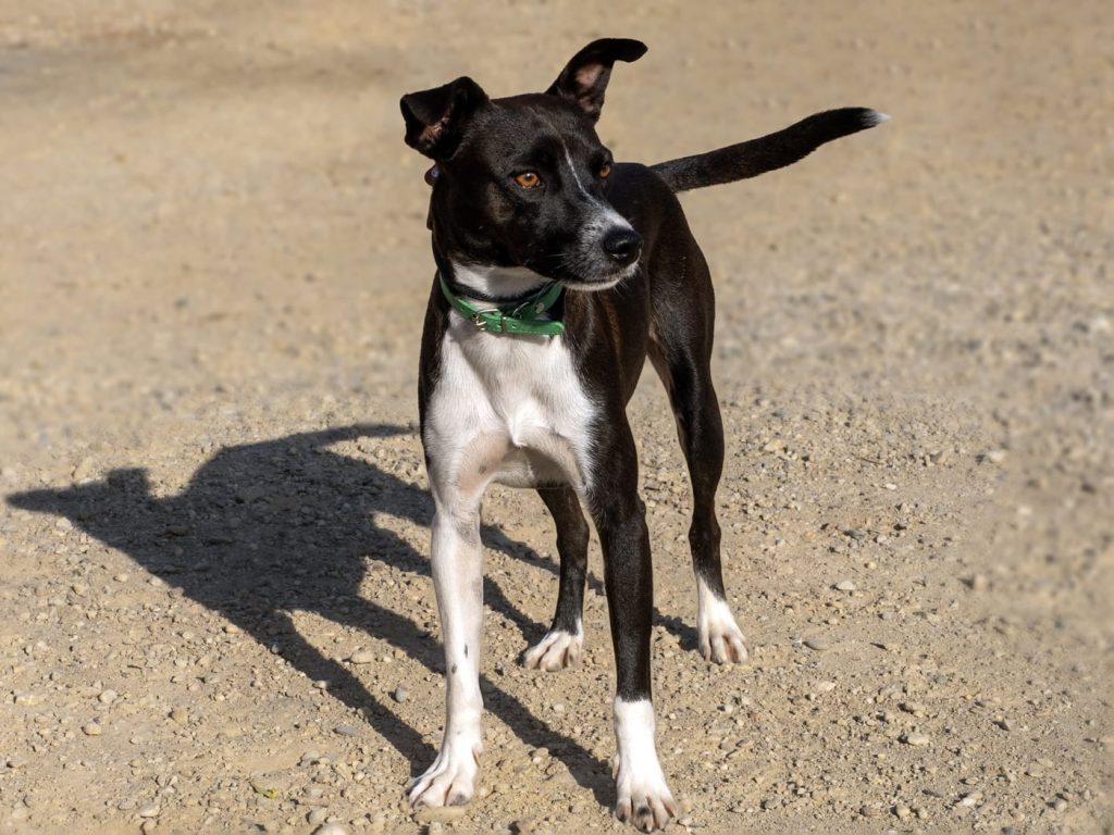 Damian (11)