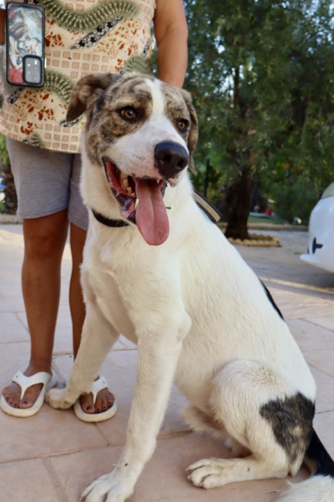 Dudley (11) (Klein)