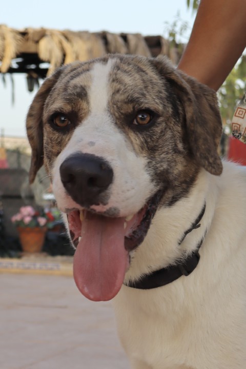 Dudley (2) (Klein)