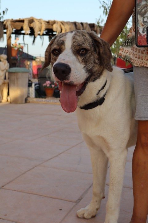 Dudley (3) (Klein)