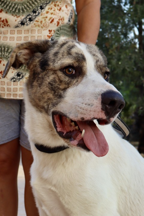 Dudley (9) (Klein)
