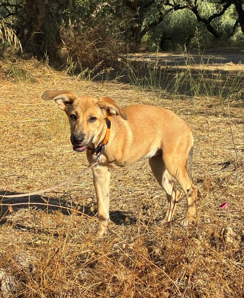 Mojo (1)