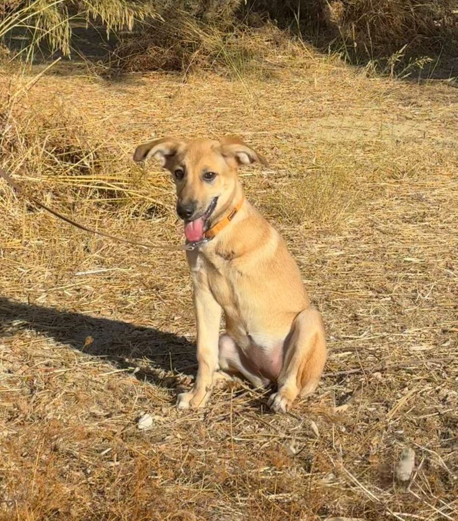 Mojo (2)