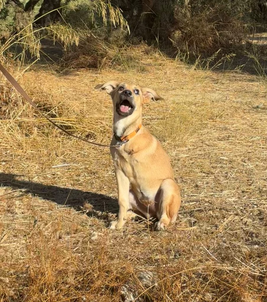 Mojo (3)