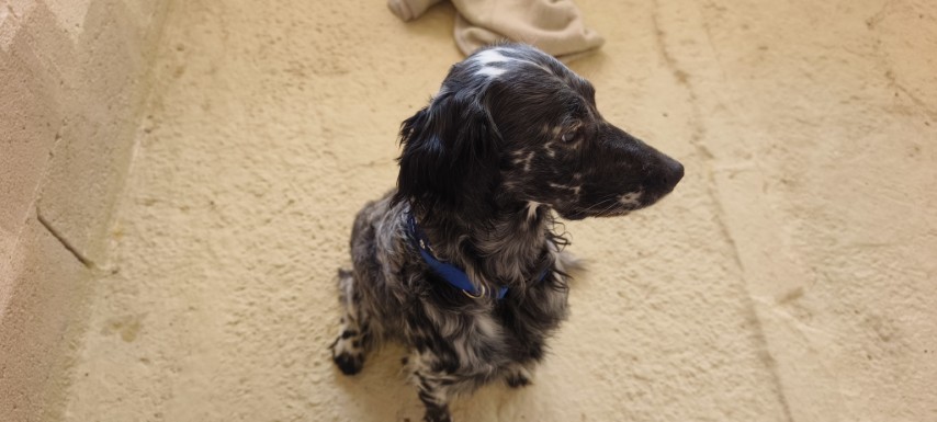 Theo (6) (Klein)