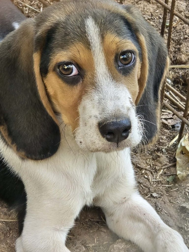 Bertie (26)