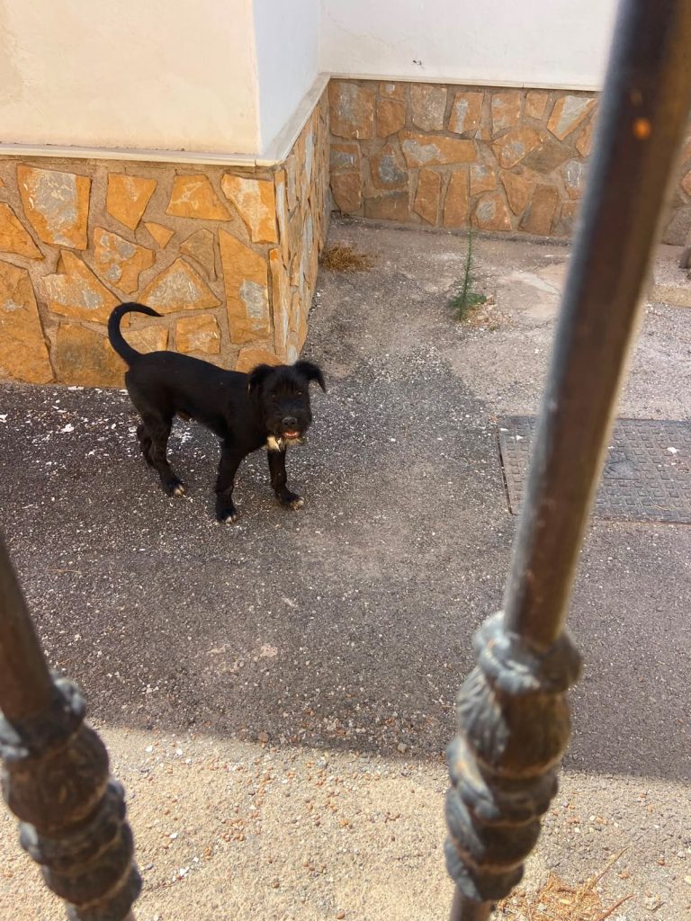 Bouncer (9)