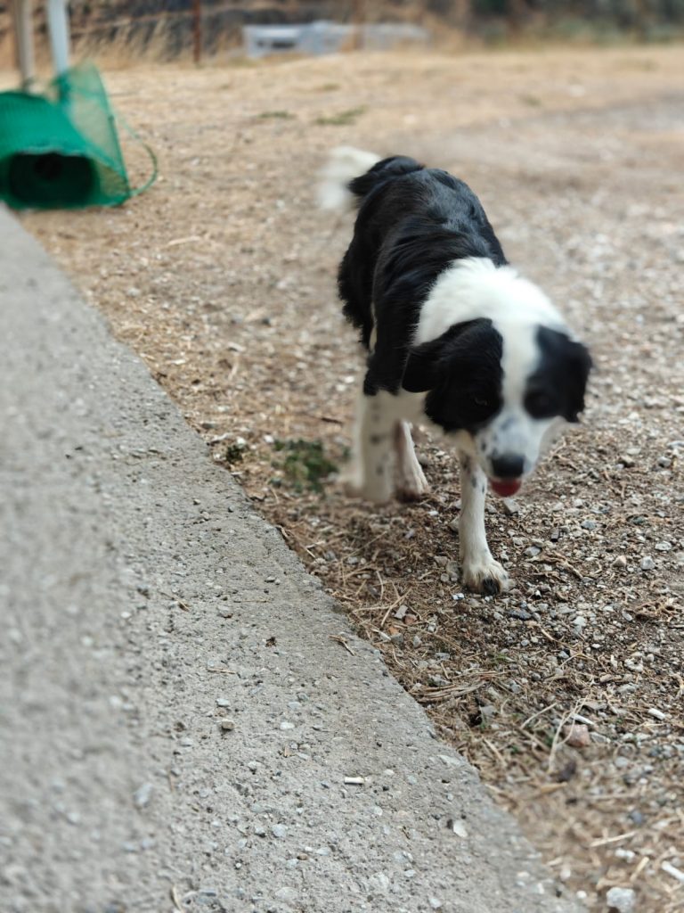 Mennie (1)