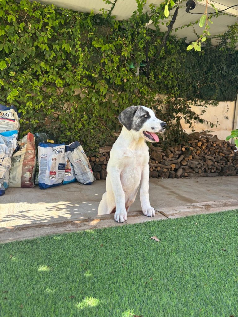 aRES (21)