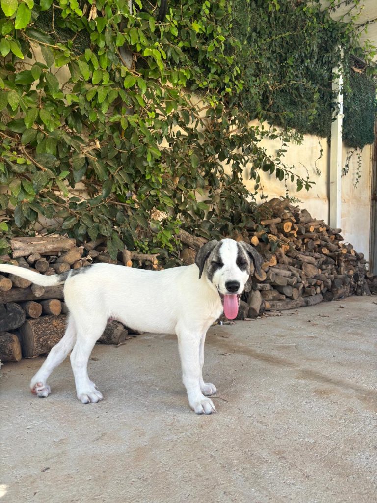 aRES (22)