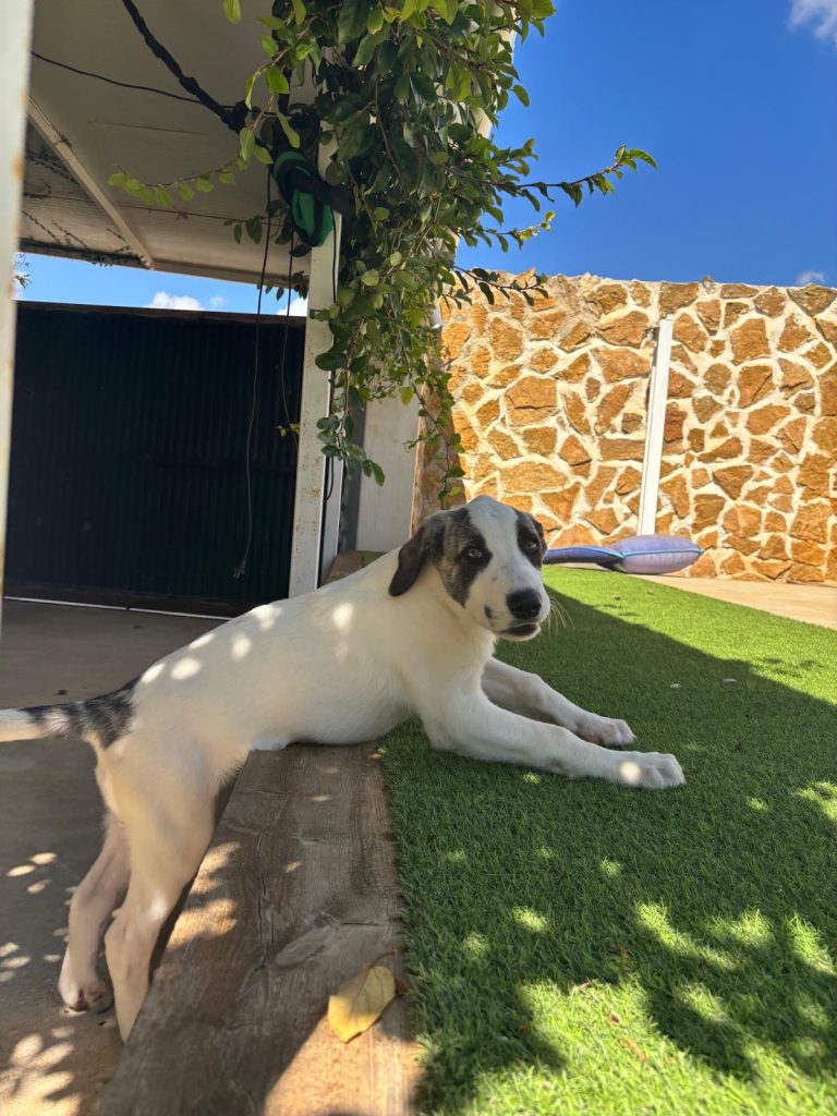 aRES (24)